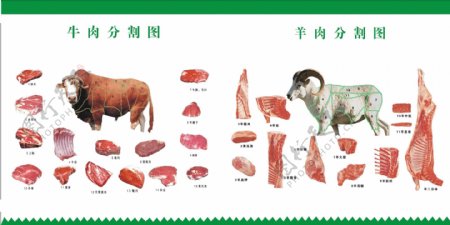 牛肉羊肉分割部位图