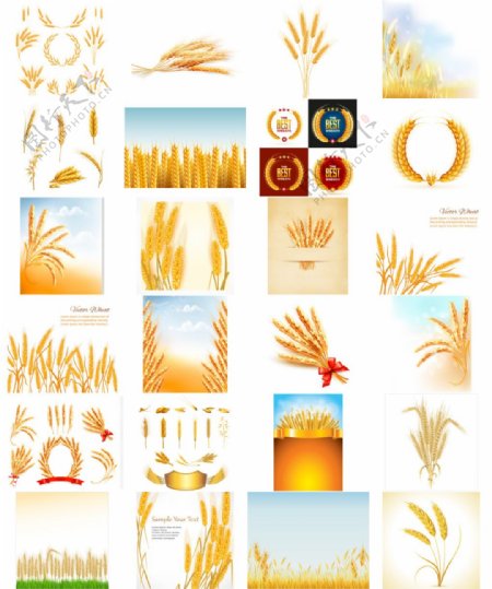 金黄的小麦