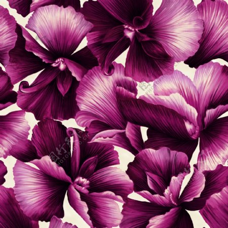 紫花素材psd分层素材