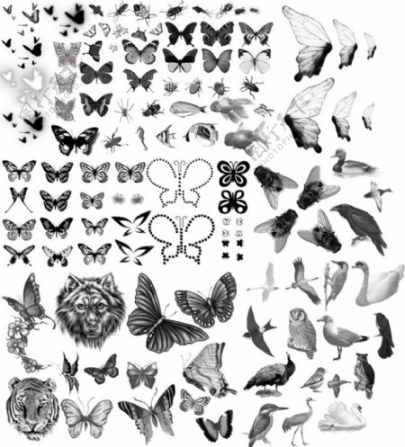 蝴蝶翅膀和各种昆虫鸟类笔刷