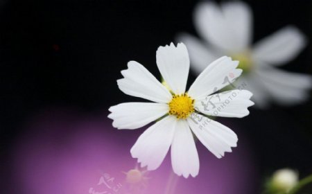 位图写实花卉植物花朵菊花免费素材