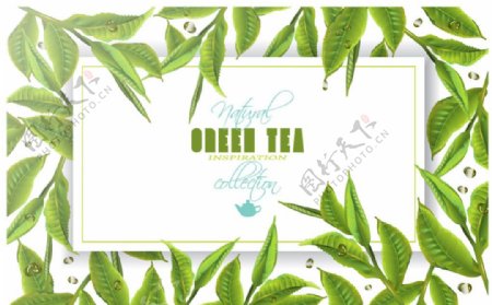 绿茶框架矢量素材