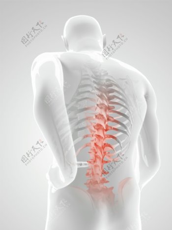 人体腰椎X光透视图图片