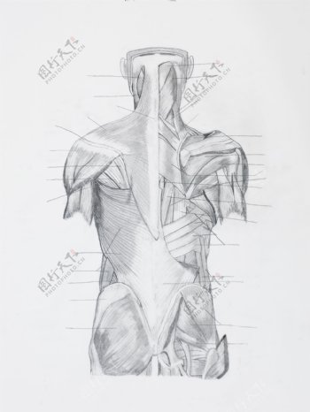 背部肌肉结构图片