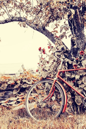 靠在树叶傍边的自行车图片