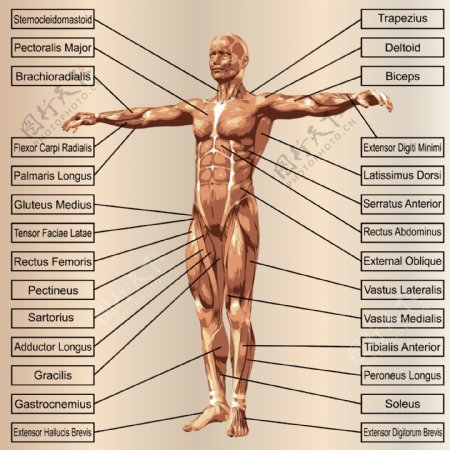 人体结构图名称图片