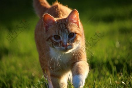 行走在草地上的小猫