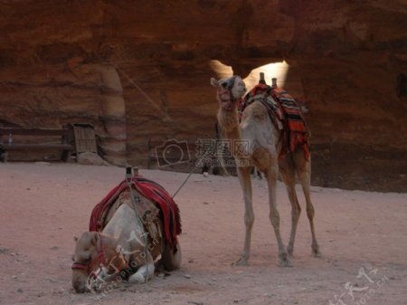 戈壁中的骆驼