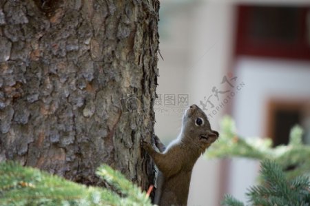 树上攀爬的松鼠
