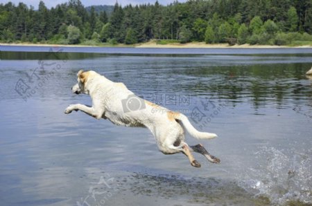 河面上跳着的狗