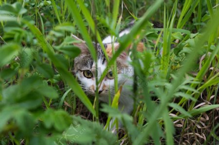 草丛里的猫咪