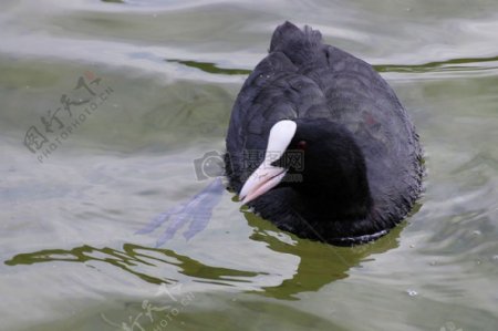 河水里的黑鸟