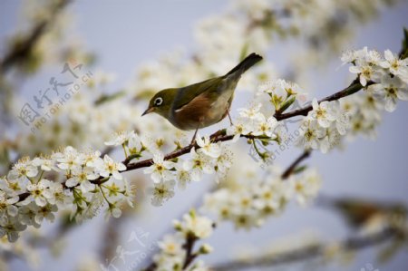 背景花卉素材鸟
