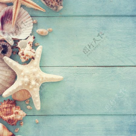 海螺海星贝壳木板背景