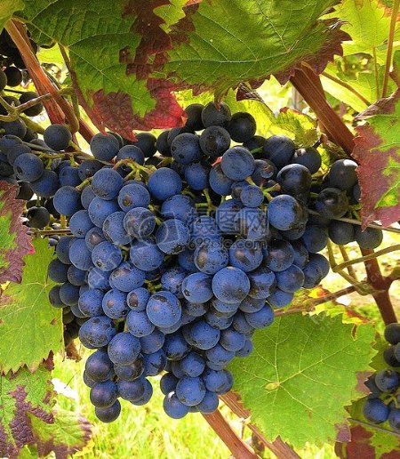 秋季成熟的葡萄