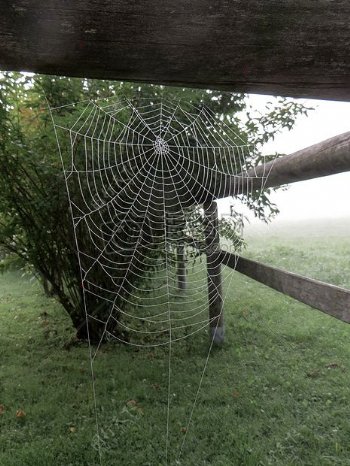 密密麻麻的蜘蛛网