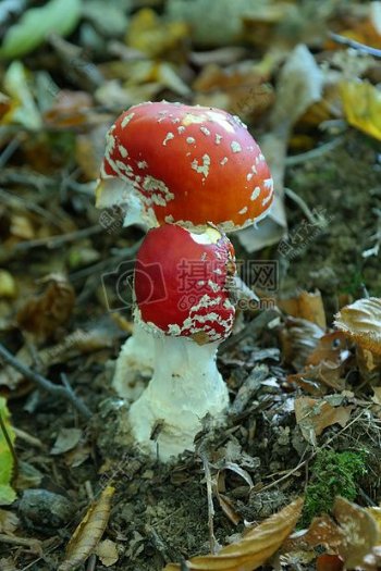 土地上的蘑菇