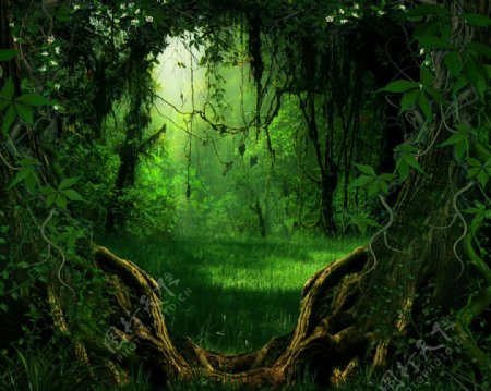 神秘树林背景图片