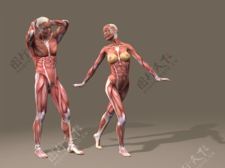 男性和女性肌肉组织图片