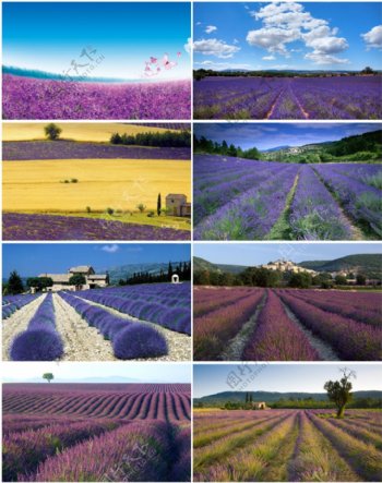 紫色花田背景