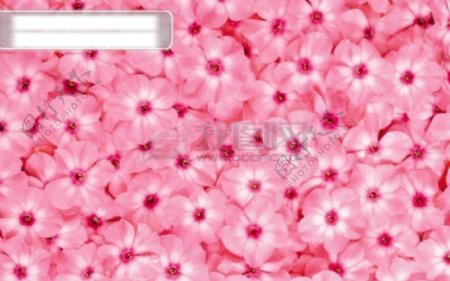 粉红色花瓣素材高分辨率