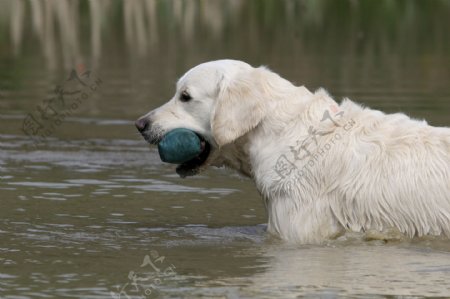 游泳的白狗