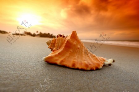 沙滩上的海螺