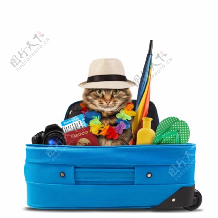 旅游箱里的小猫
