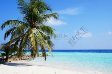 碧海蓝天和沙滩上的棕榈树