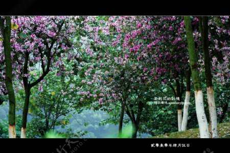 紫荆花原创摄影图