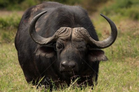 非洲水牛在阿多公园南非1
