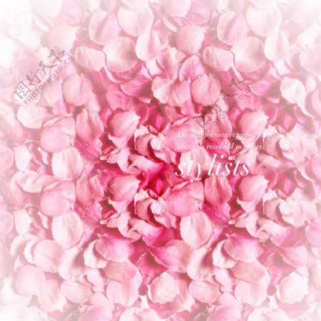 浪漫粉色玫瑰主图