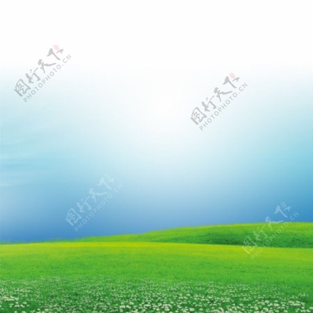 草原白色小花背景