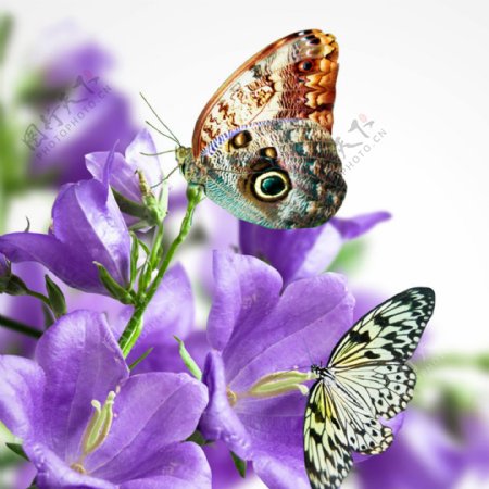 紫色唯美清新花朵背景图