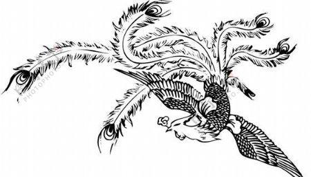 凤凰凤纹图案鸟类装饰图案矢量素材CDR格式0014