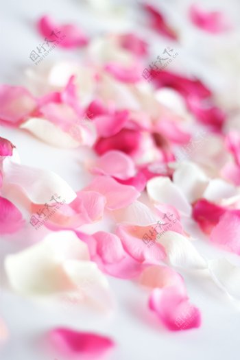 浪漫粉色花瓣背景