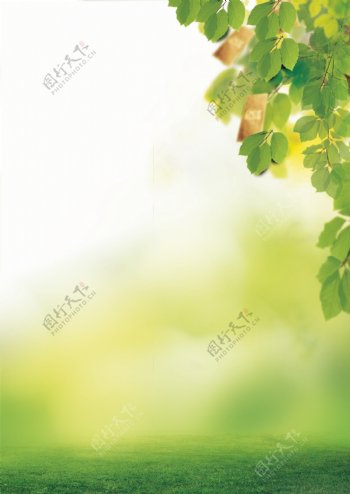 绿色树叶背景
