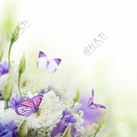 蝴蝶与鲜花背景