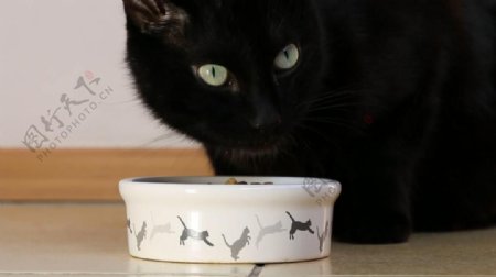 实拍吃食物的黑色猫咪视频素材