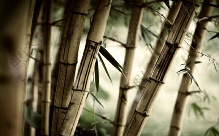 中式风竹林