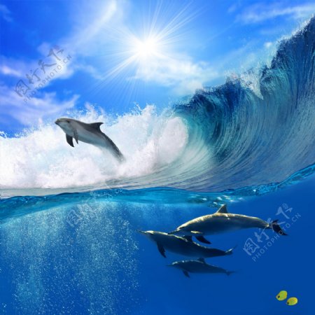 3D海浪海豚背景墙