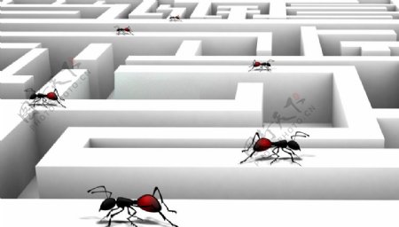 迷宫墙上的蚂蚁