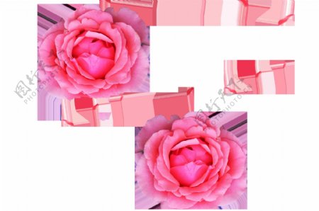 粉色玫瑰花瓣png元素素材