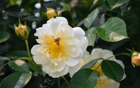蜜蜂戏游御香玫瑰园