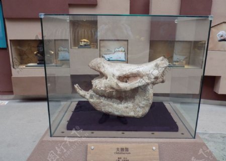 大唇犀头部化石
