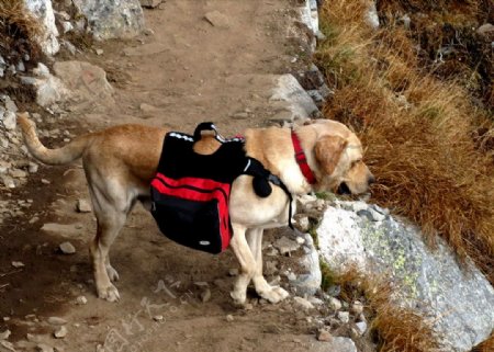 爬山的拉布拉多狗狗