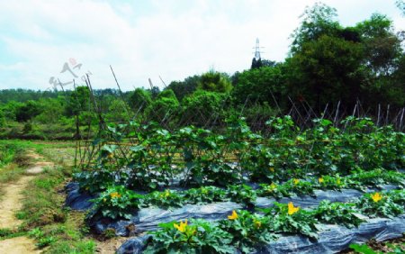 田园瓜果茁壮成长