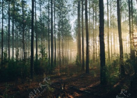 夕阳下的树林美景