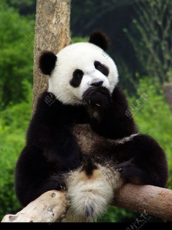 熊猫思考