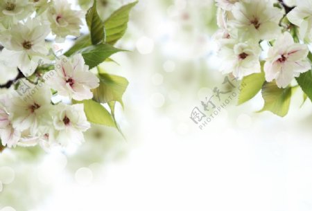 雅致白色樱花